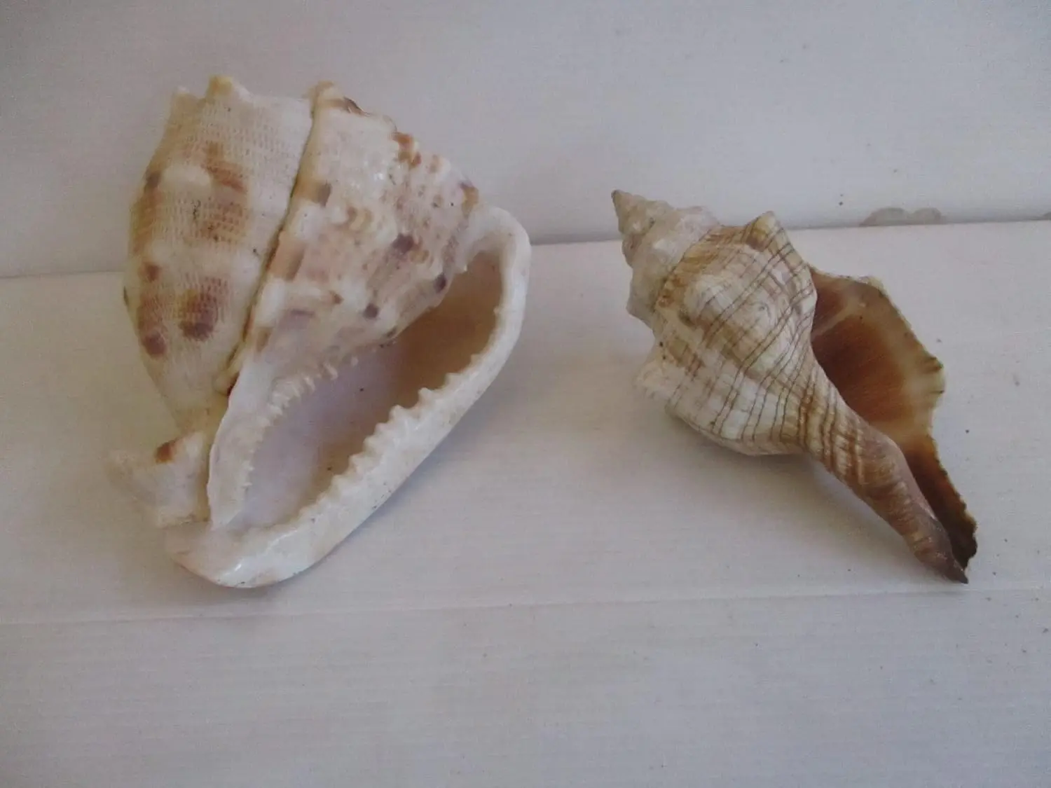 Cesto in Vimini con Conchiglie Naturali da Collezione - Centrotavola Marine Decor (32x25 cm) - 4