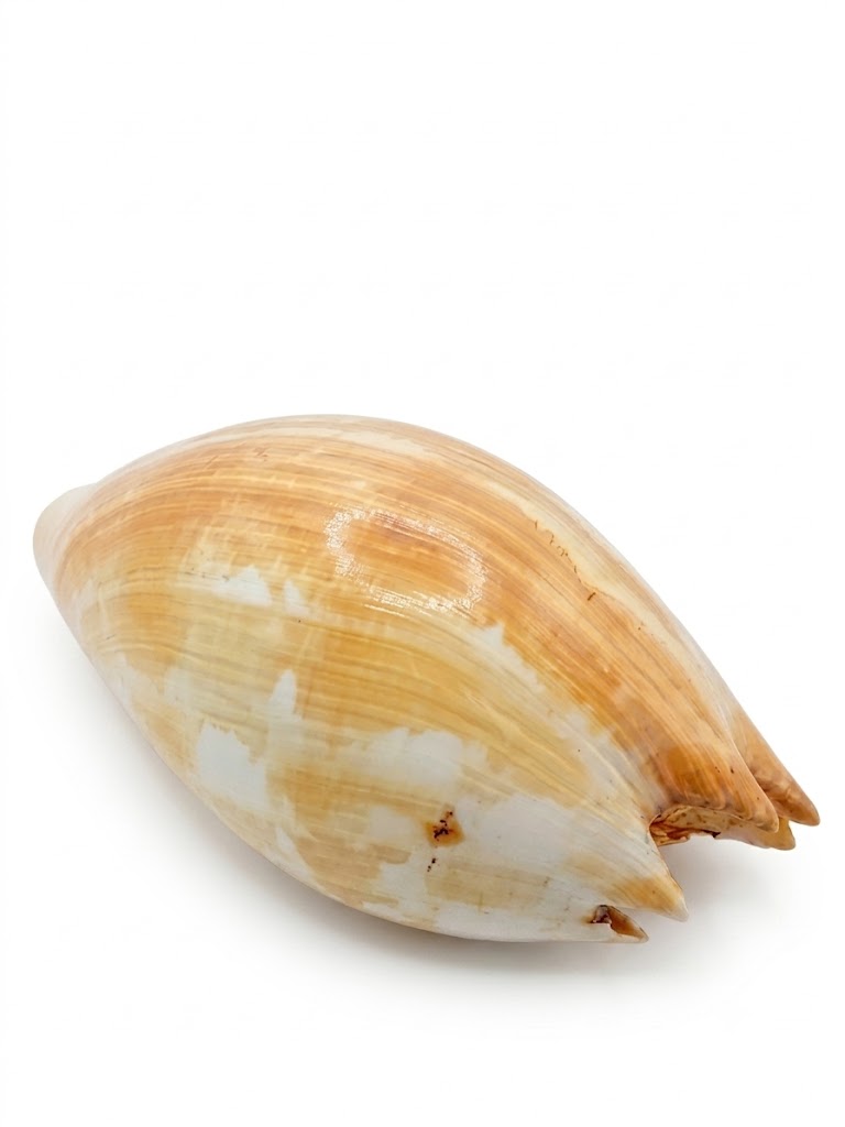 Conchiglia Naturale Gigante da Collezione e Arredo – 30x20x12 cm