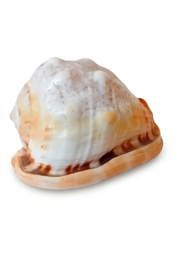 Conchiglia Naturale Ornamentale da Collezione – 13x9x9 H cm