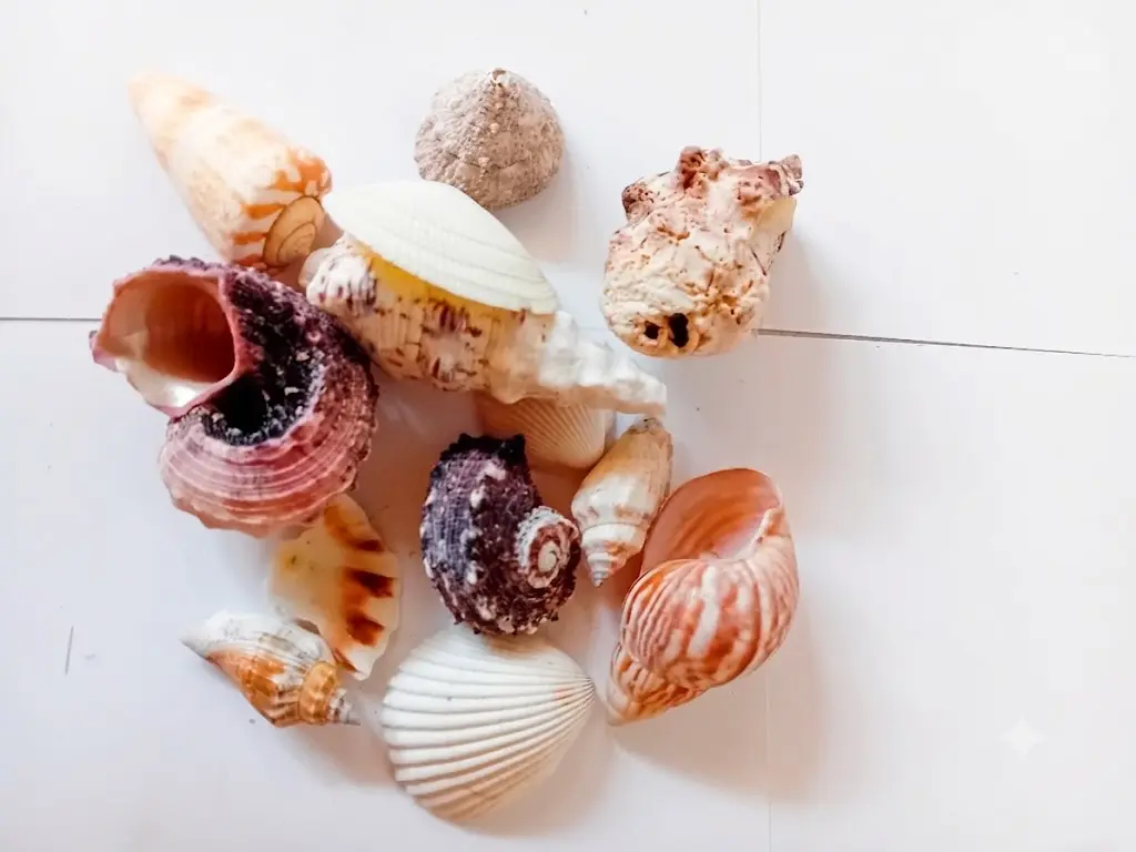 Set di Conchiglie di Mare Naturali Miste con Sacchetto in Rete (3-5 cm) - 3