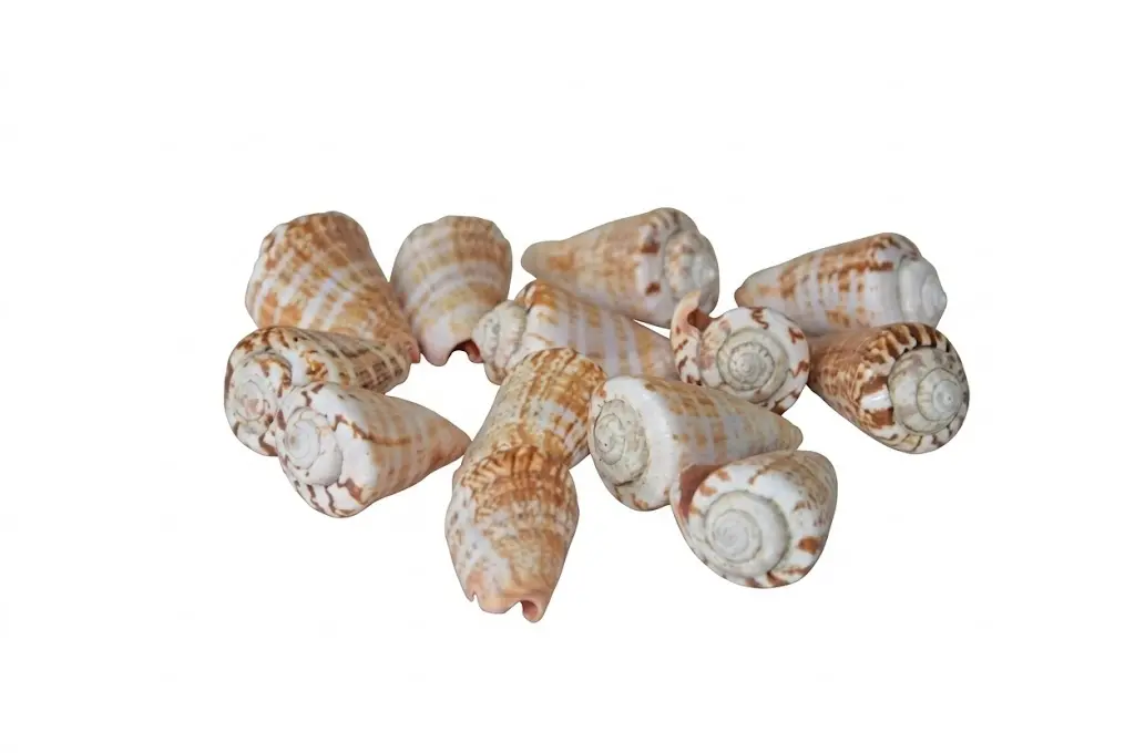 Set 18 Conchiglie Naturali Decorative (4-5 cm) - Conus Marini