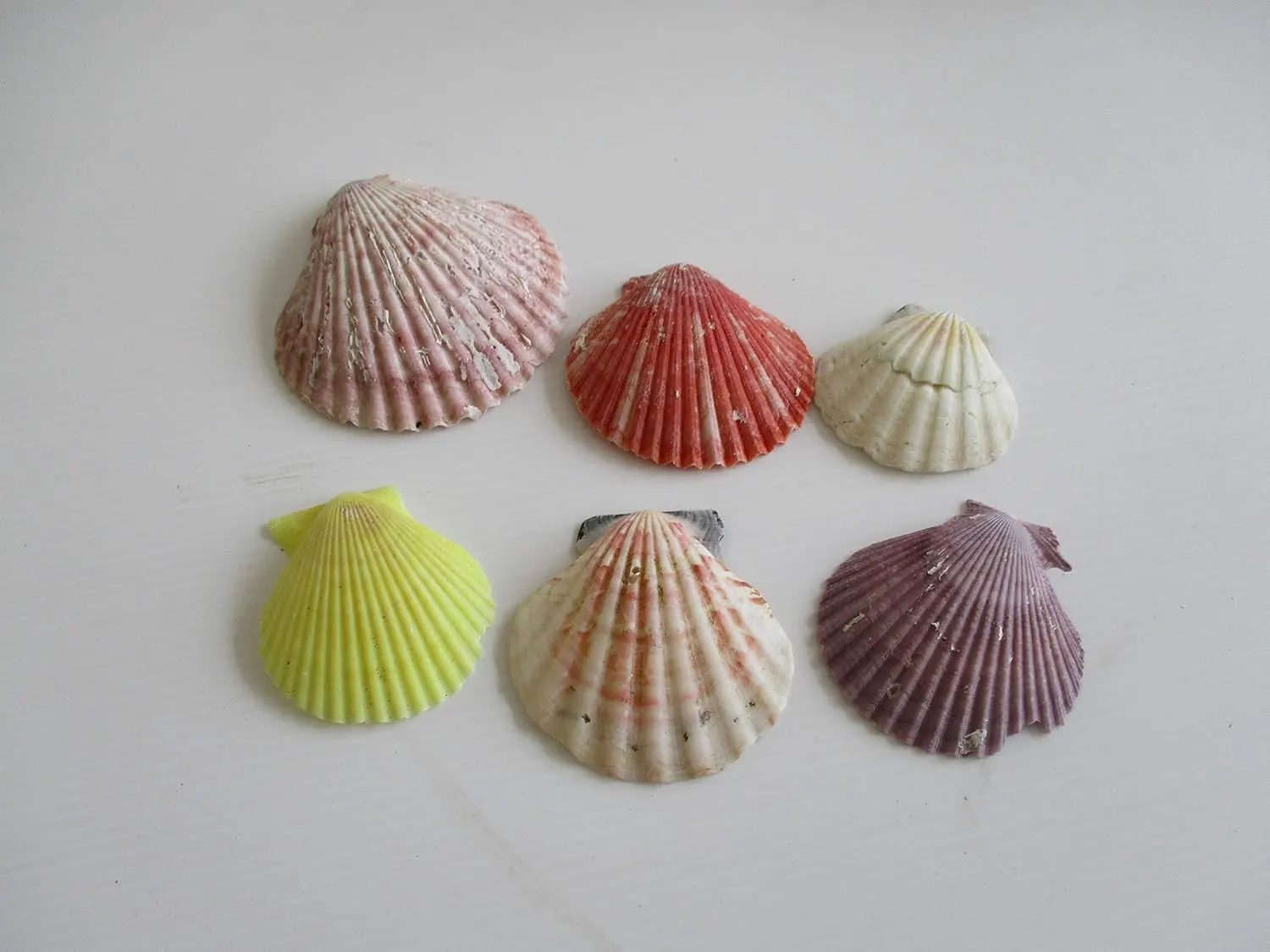 Set 95 Pezzi Conchiglie Naturali Colorate da Decorazione - Misure 7x6 cm