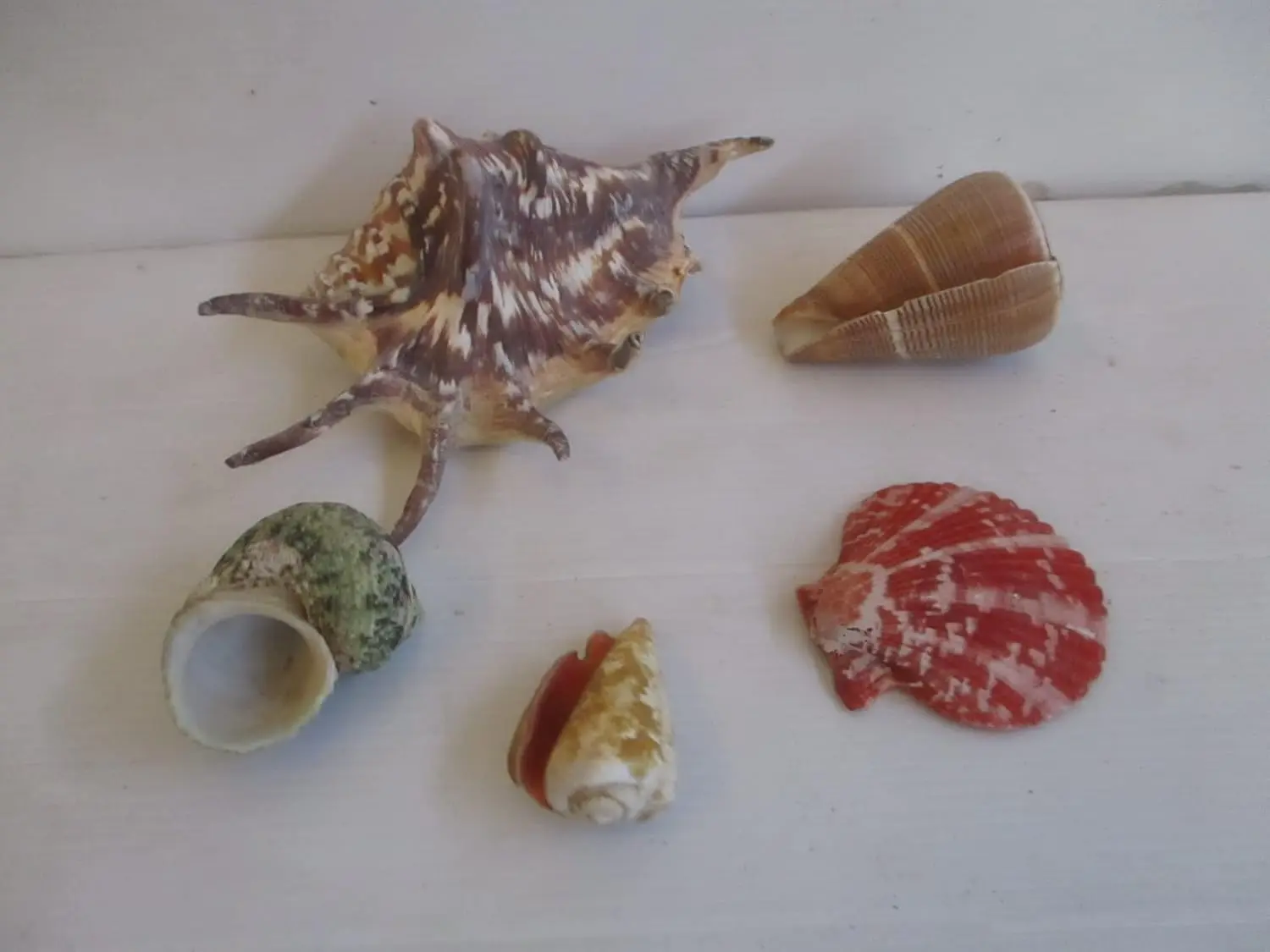 Cesto in Vimini con Conchiglie Naturali da Collezione - Centrotavola Marine Decor (32x25 cm)