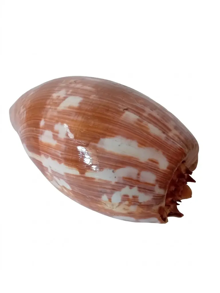 Conchiglia Naturale da Collezione Melo Amphora (Conchiglia Melone) - 11x12x25 cm
