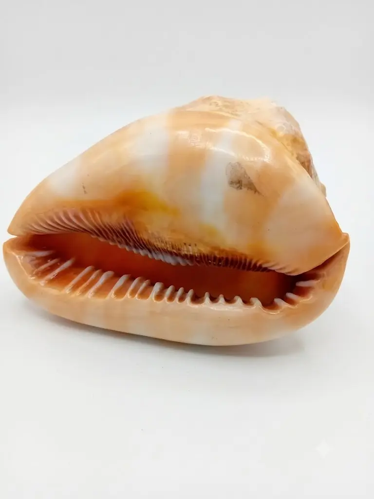 Conchiglia Naturale Ornamentale da Collezione – 13x9x9 H cm - 3