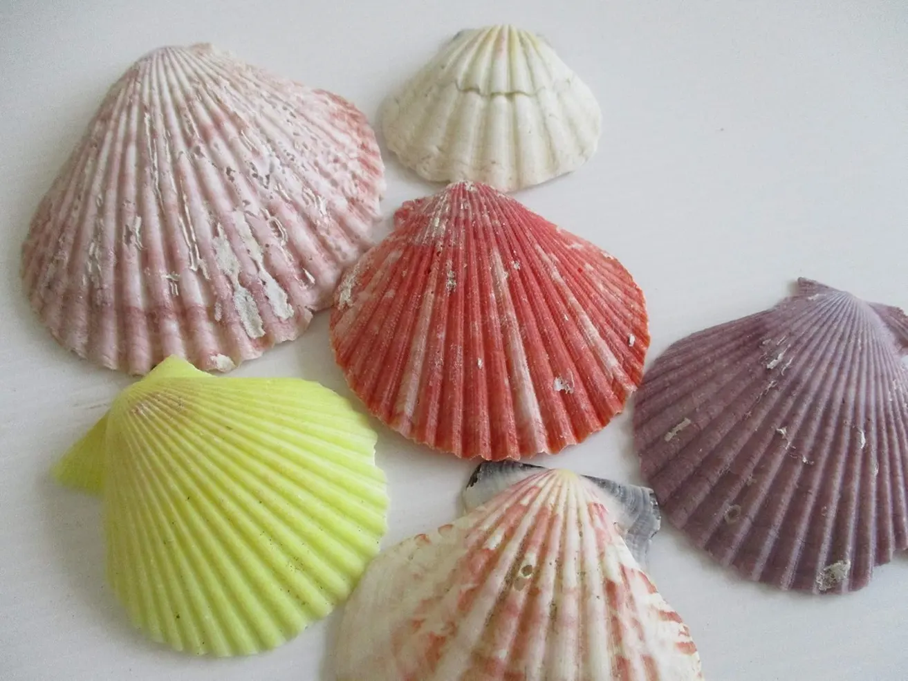 Set 95 Pezzi Conchiglie Naturali Colorate da Decorazione - Misure 7x6 cm - 4