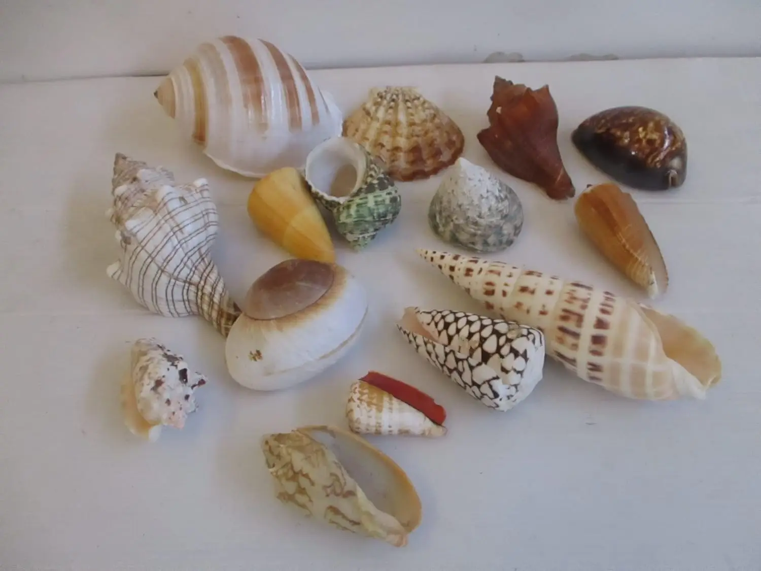 Cestino in Vimini con Conchiglie Naturali Assortite e Stella Marina - ø 31 cm - 3