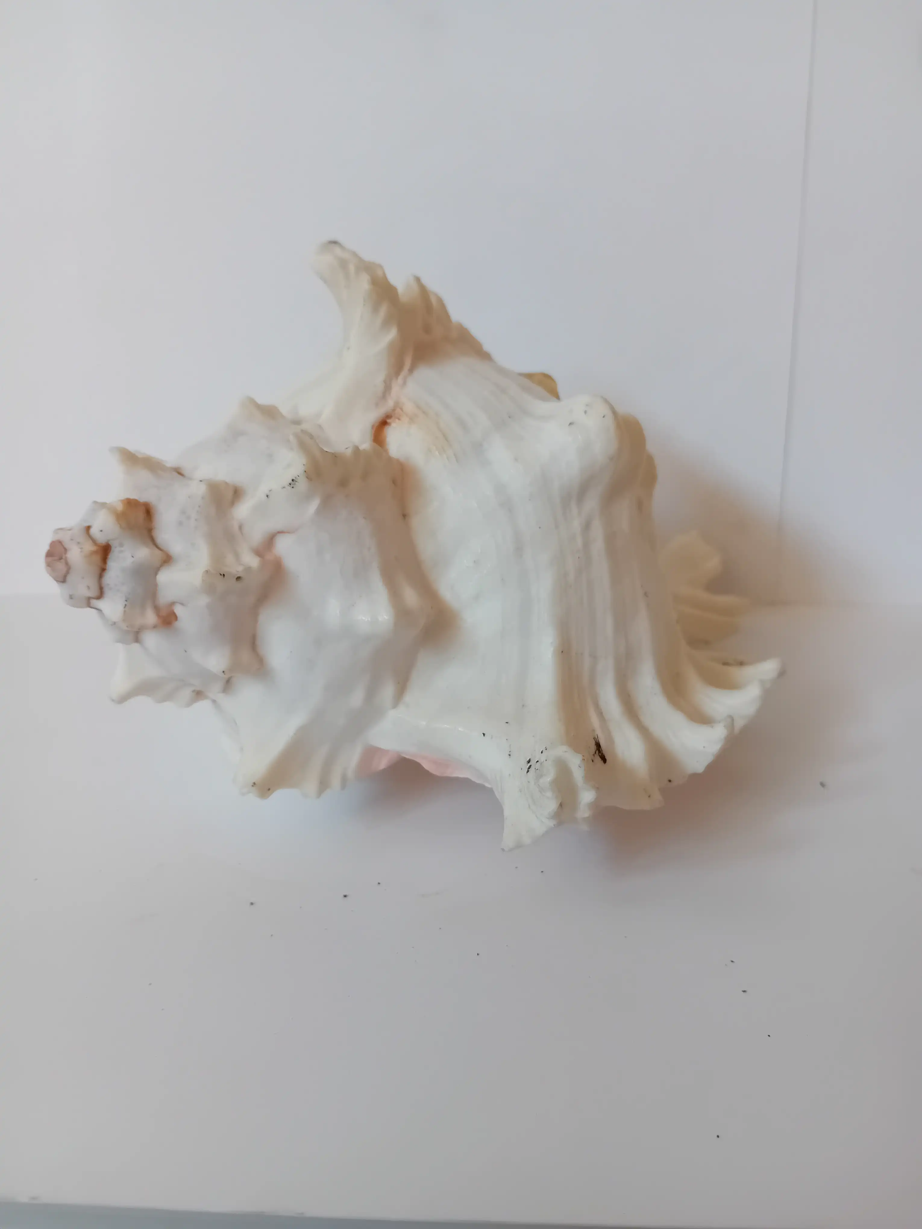 Conchiglia da Collezione Murex Bianca con Supporto in Metallo – h 20x10x12 cm - 4