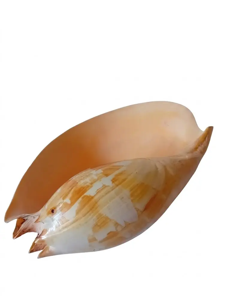 Conchiglia Naturale Gigante da Collezione e Arredo – 30x20x12 cm - 3