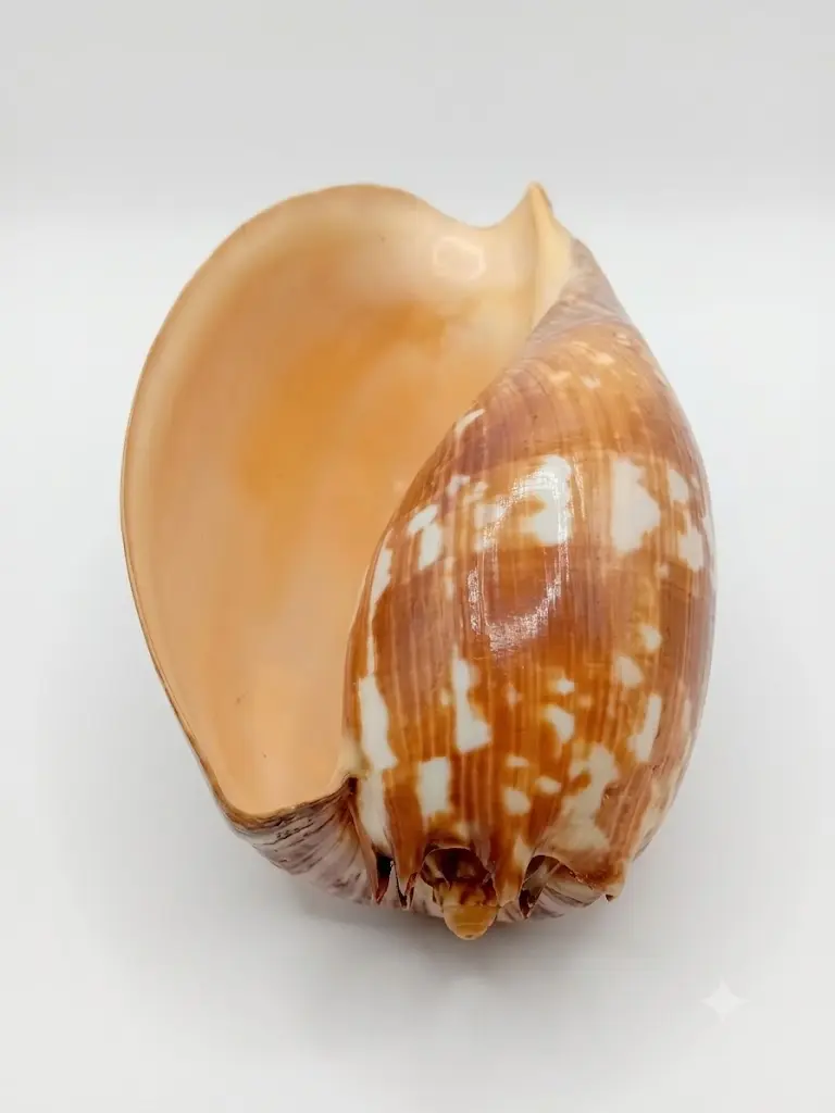 Conchiglia Naturale da Collezione Melo Amphora (Conchiglia Melone) - 11x12x25 cm - 4