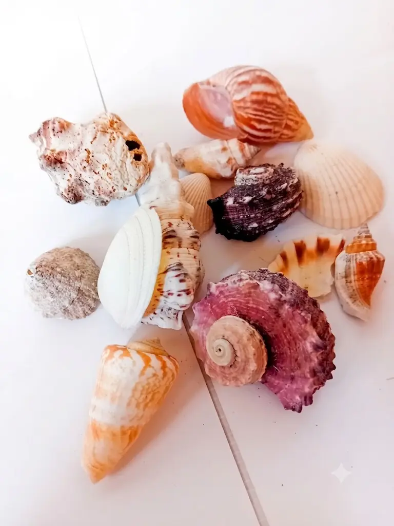Set di Conchiglie di Mare Naturali Miste con Sacchetto in Rete (3-5 cm)