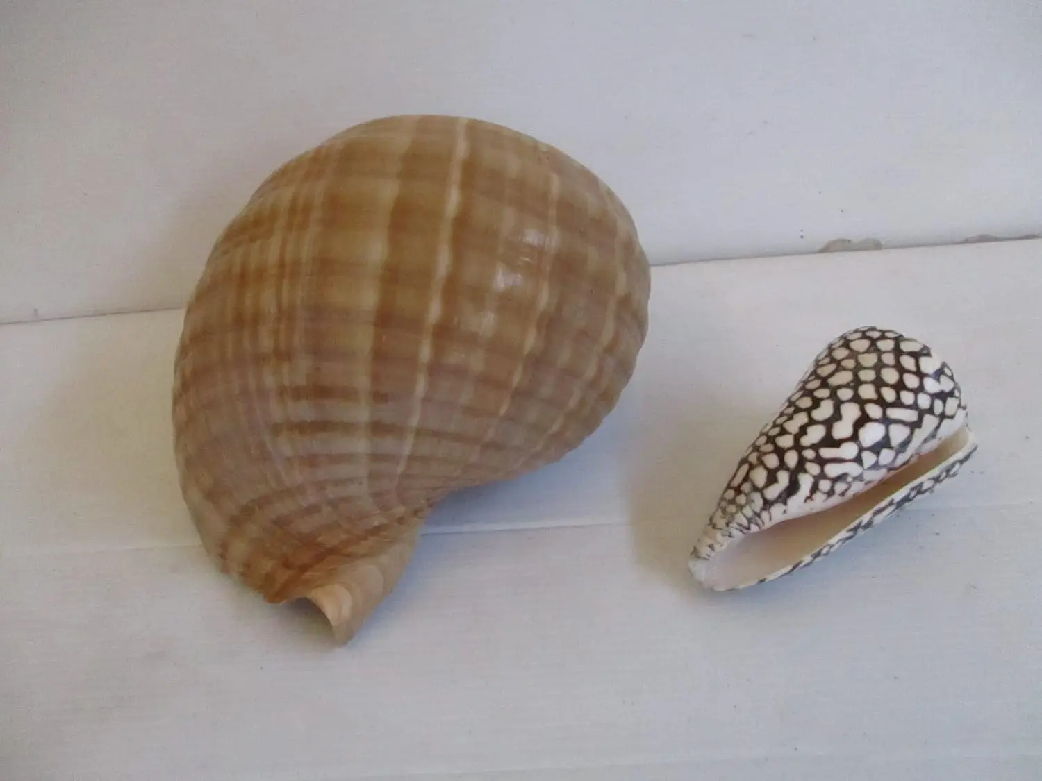 Cesto in Vimini con Conchiglie Naturali da Collezione - Centrotavola Marine Decor (32x25 cm) - 5