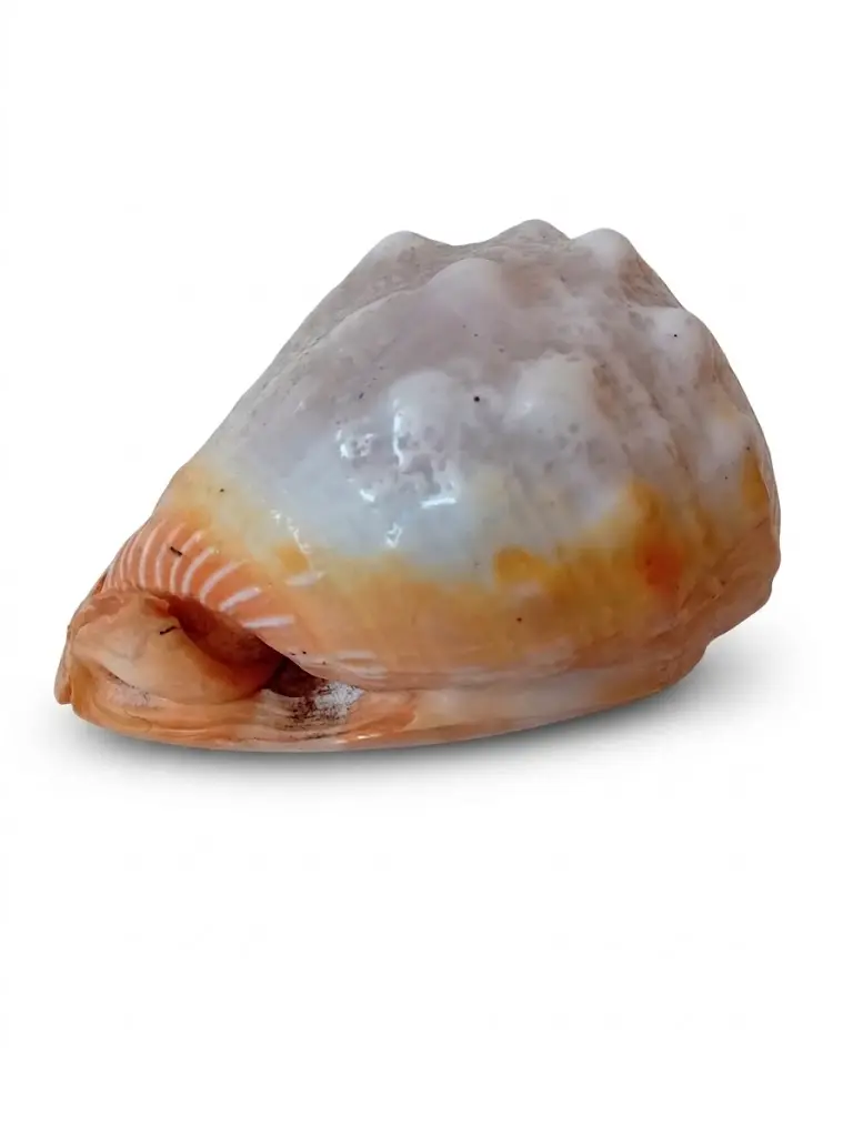 Conchiglia Naturale Ornamentale da Collezione – 13x9x9 H cm - 4