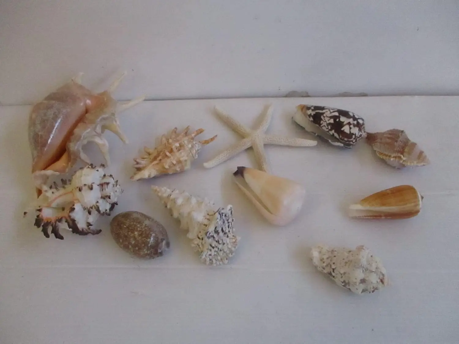 Cestino in Vimini con Conchiglie Naturali Assortite e Stella Marina - ø 31 cm
