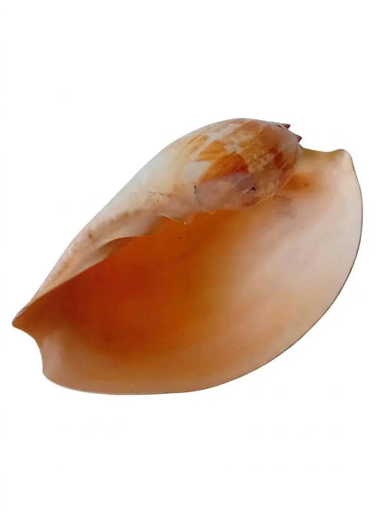 Conchiglia Naturale Gigante da Collezione e Arredo – 30x20x12 cm - 4