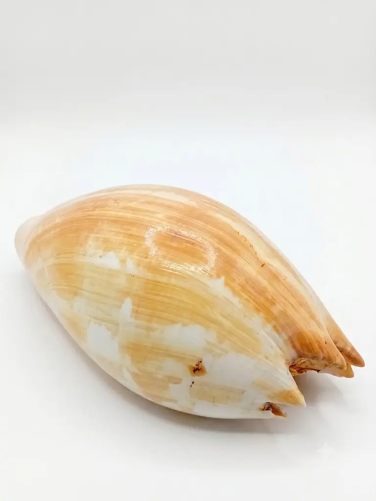 Conchiglia Naturale Gigante da Collezione e Arredo – 30x20x12 cm