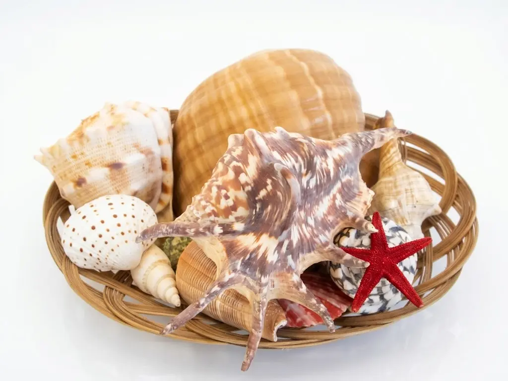 Cesto in Vimini con Conchiglie Naturali da Collezione - Centrotavola Marine Decor (32x25 cm)