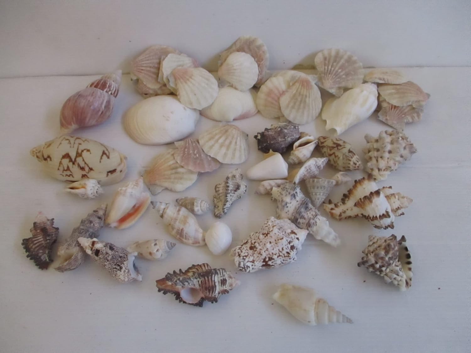 Cestino Decorativo con Conchiglie Naturali e Stella Marina – ø 25 cm