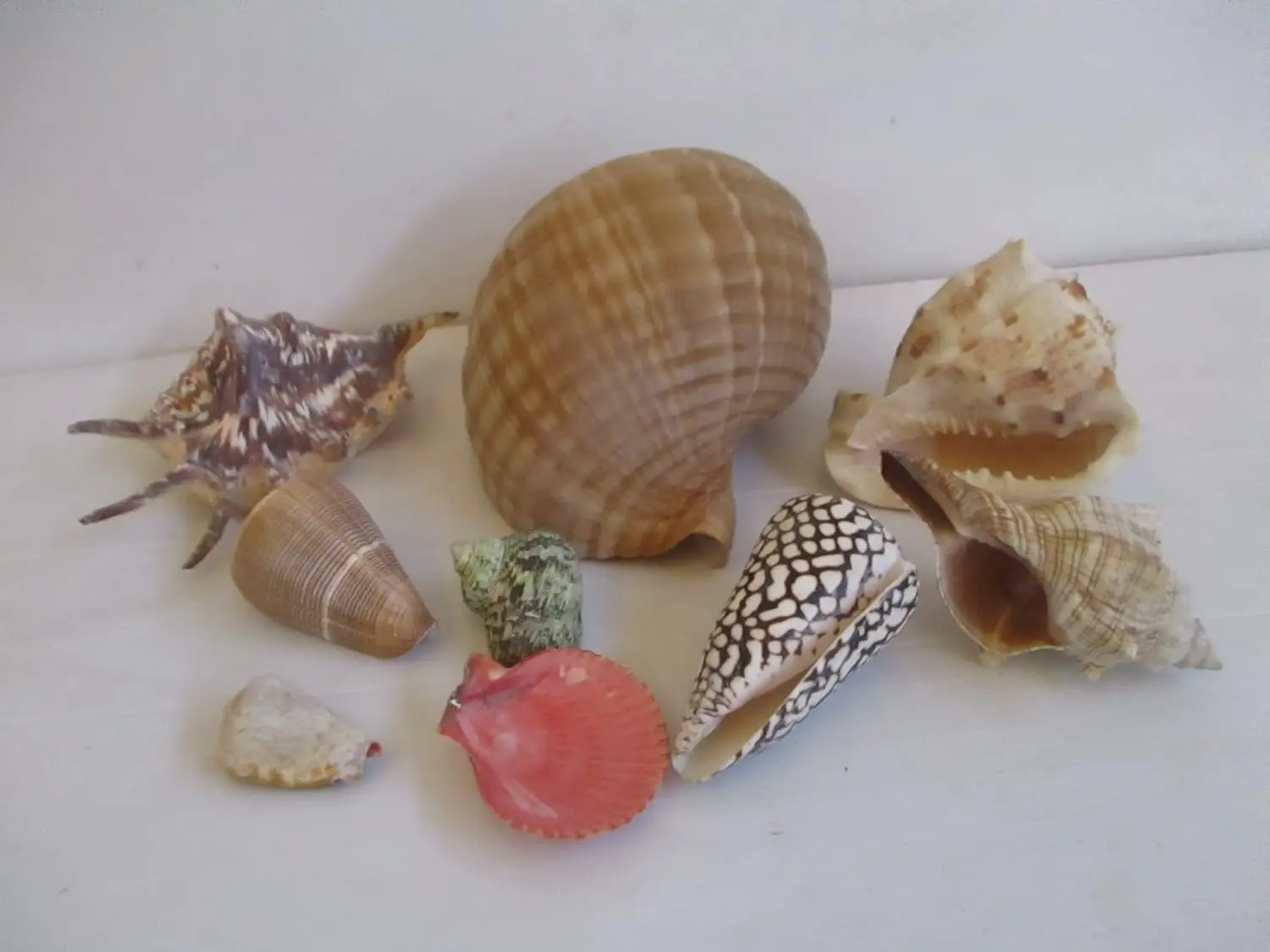 Cesto in Vimini con Conchiglie Naturali da Collezione - Centrotavola Marine Decor (32x25 cm) - 3